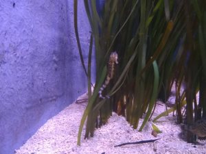 clubuitstap aquarium Luik  